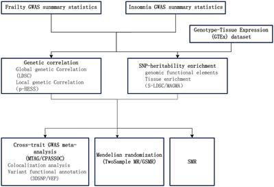 Investigating the shared genetic architecture between frailty and insomnia